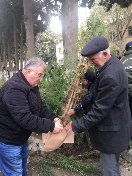 Bakıda yeni yaşıllıqların salınması məqsədilə vətəndaşlara pulsuz tinglər paylanılıb
