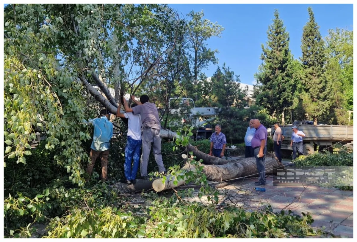Tərtərdə qasırğanın fəsadları aradan qaldırılır