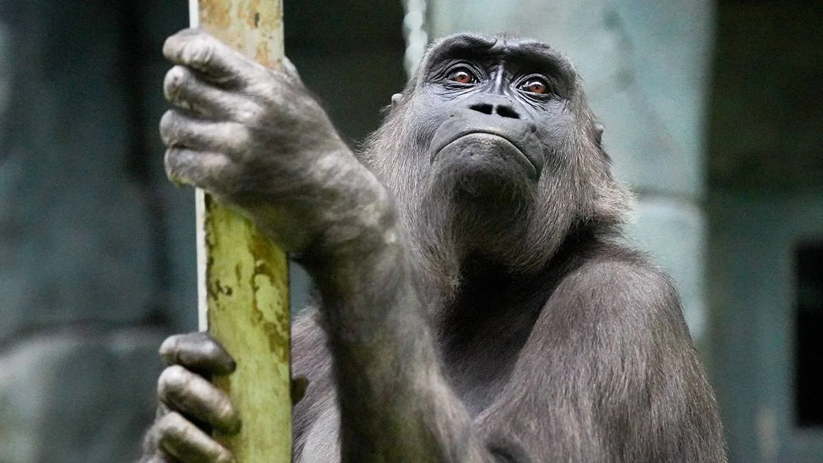 Police hunt 40 monkeys that escaped from South Carolina research facility