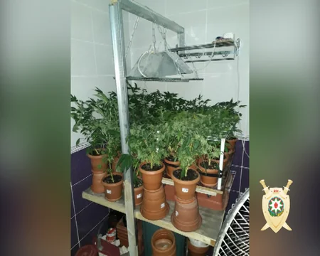 Bakıda evdə narkotik tərkibli bitki əkən şəxs saxlanılıb