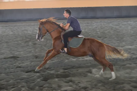 Dünyanın ən gözəl və üstün Qarabağ atları - REPORTAJ