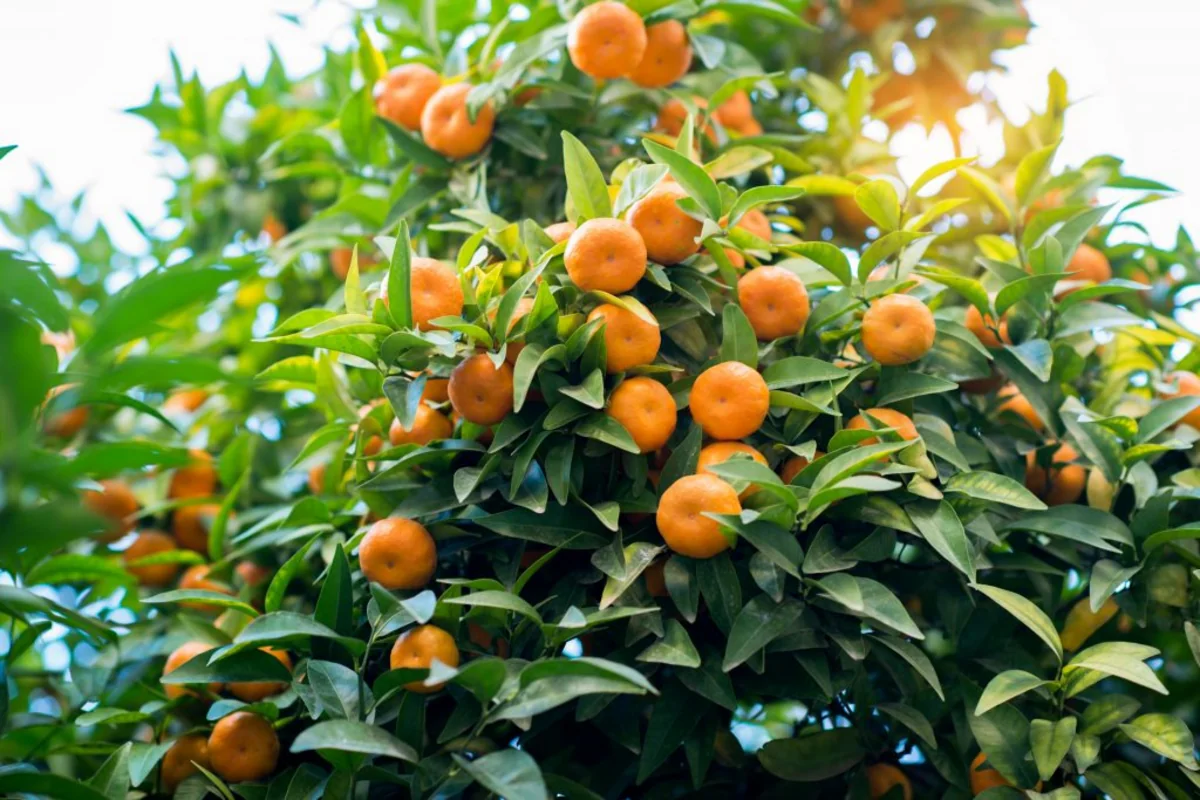 Azerbaijan begins importing mandarins from 2 countries