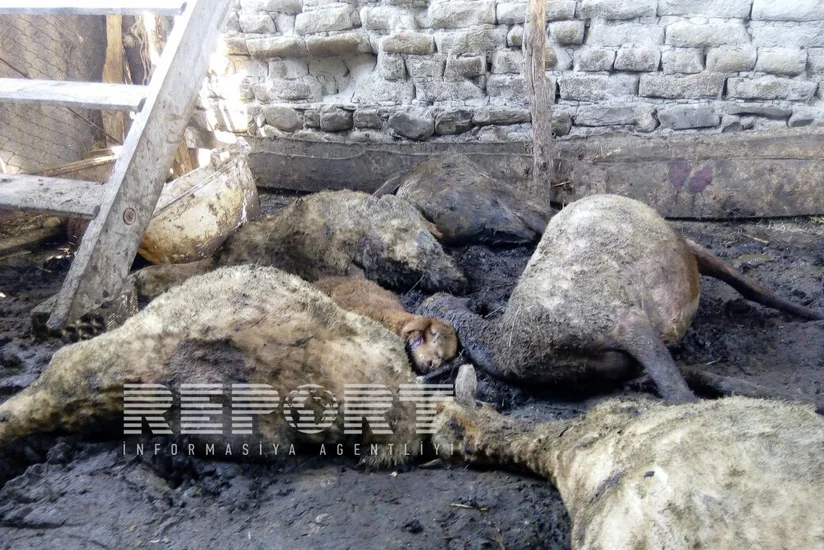 ​Şəkidə canavarlar kəndə hücum edib - FOTO