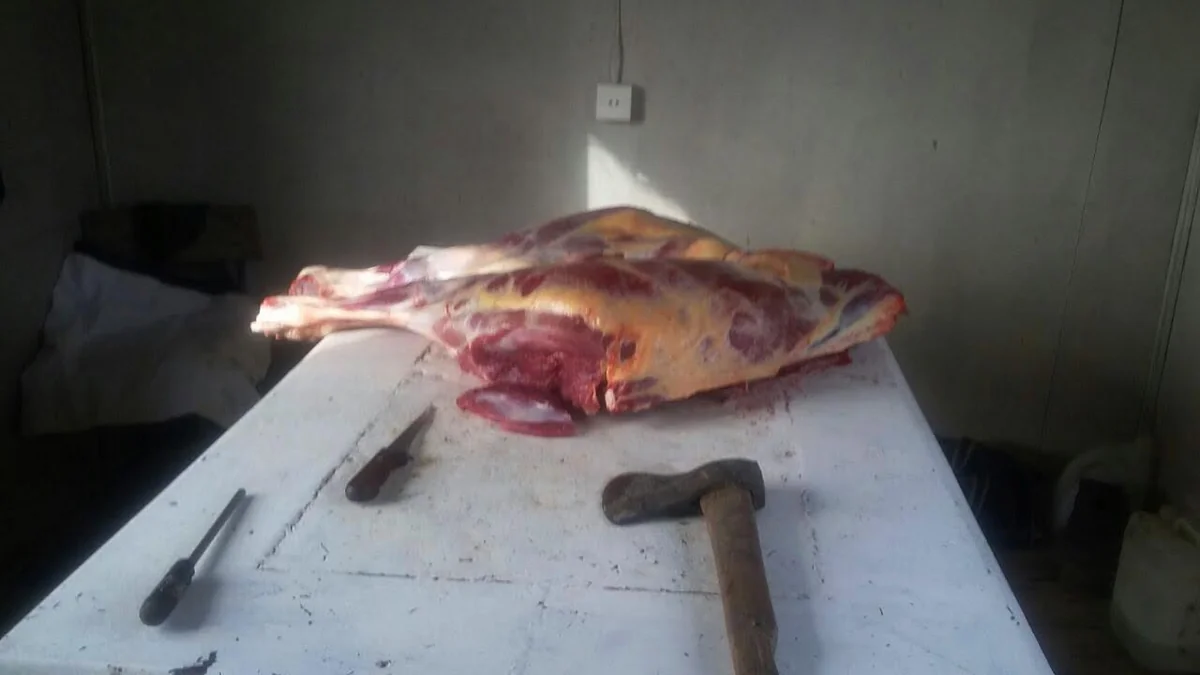 Bərdənin Qasımbəyli kəndində at əti aşkarlanıb