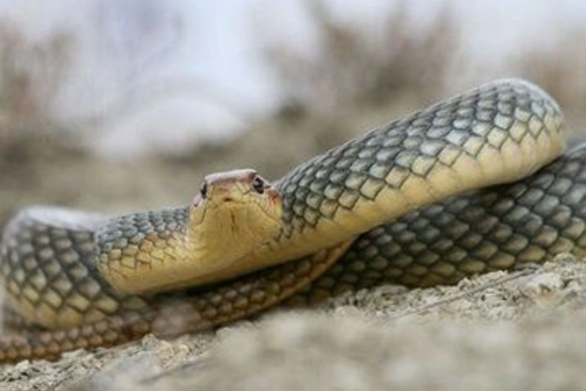 Şəkidə 33 yaşlı qadını ilan sancıb