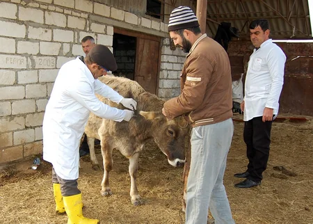 Ağstafada heyvanların profilaktik peyvəndləmə və diaqnostik müayinələrinə başlanılıb