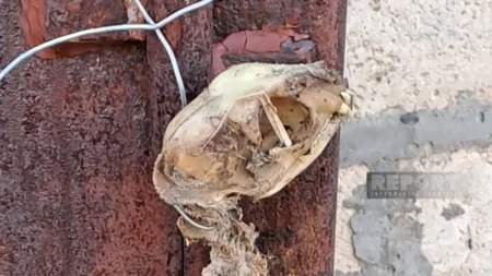 Tərtərdə tapılan naməlum heyvan skeletinə baxış keçirilib - YENİLƏNİB