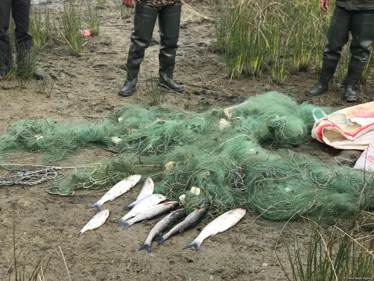 Mingəçevir, Xızı və Siyəzəndə qanunsuz balıq ovlayanlar saxlanılıb