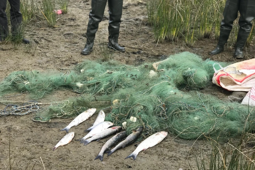 Mingəçevir, Xızı və Siyəzəndə qanunsuz balıq ovlayanlar saxlanılıb