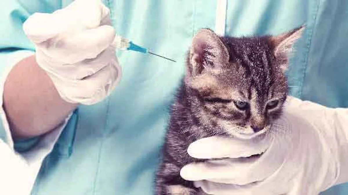 FDA approves first oral treatment for cats with diabetes