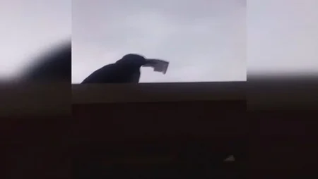 Pulu kartına yükləyəcəkdi, qarğa götürüb apardı - FOTO - VİDEO