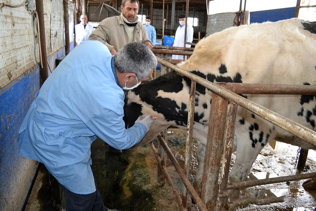 Masallıda heyvanlar arasında profilaktik peyvəndləmə tədbirləri aparılır