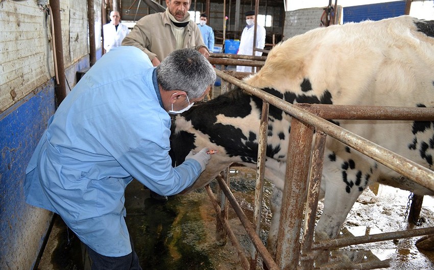 Masallıda heyvanlar arasında profilaktik peyvəndləmə tədbirləri aparılır