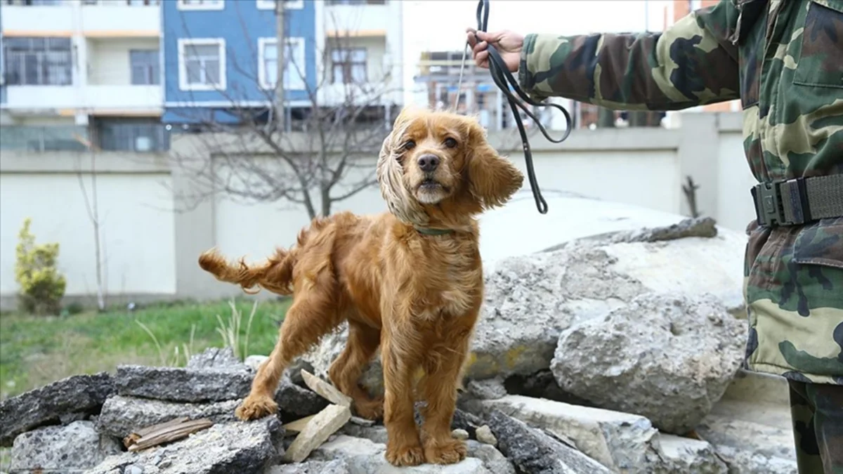Dog from Azerbaijan helps rescue 3 people from rubble in Kahramanmaras