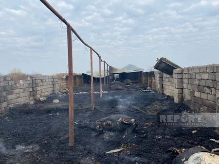 Kürdəmirdə tövlədə yanğın baş verib, 39 baş iri buynuzlu heyvan tələf olub