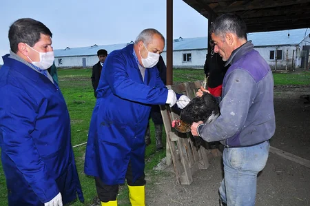 Ağsuda heyvanlar arasında iti yoluxucu xəstəliklərə qarşı profilaktik tədbirlər aparılır