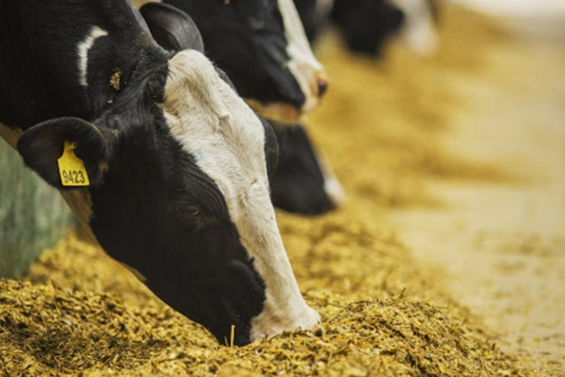 Rusiyanın daha 10 şirkətinə Azərbaycana məhsul ixrac etmək hüququ verilib