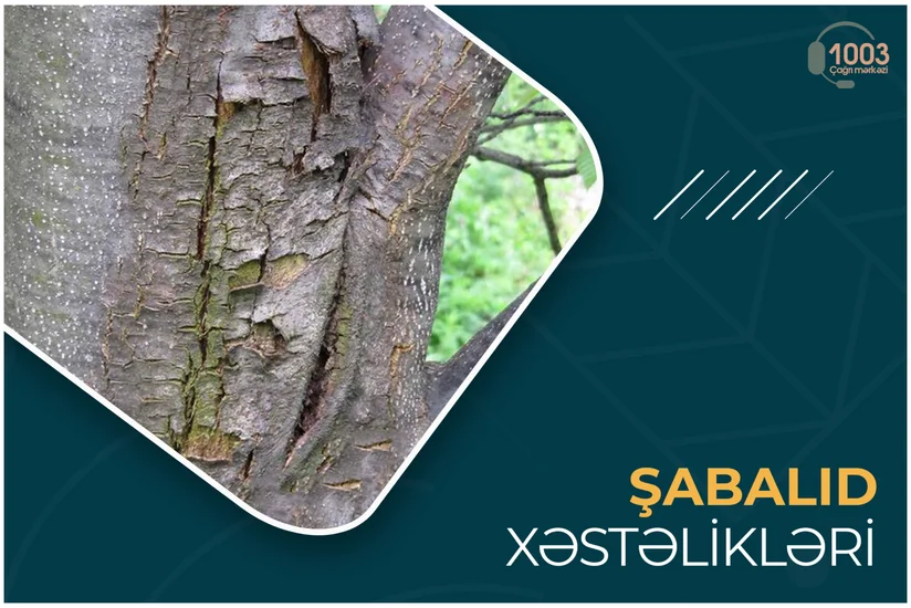 Şabalıd bitkisinin xəstəlikləri - MƏQALƏ