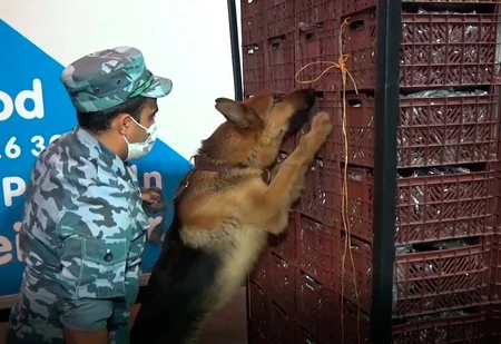 Azərbaycan gömrükçüləri 108 kiloqram heroin müsadirə edib