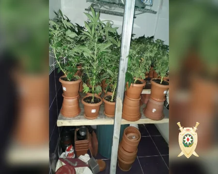 Bakıda evdə narkotik tərkibli bitki əkən şəxs saxlanılıb