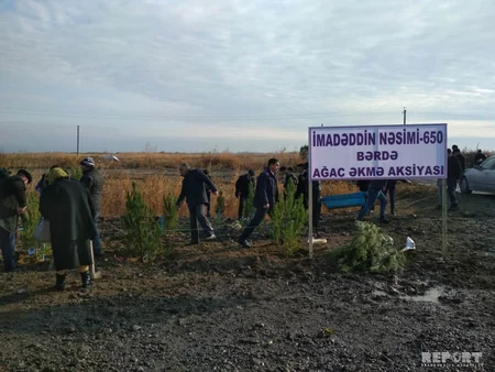 Bərdədə ağacəkmə aksiyası keçirilib - FOTO