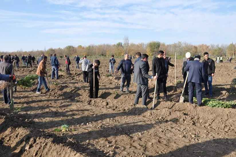 Biləsuvarda yeni meşə massivi salınıb