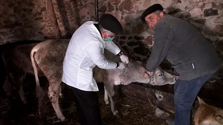 Gədəbəydə heyvanlar arasında profilaktik peyvəndləmə tədbirləri aparılır