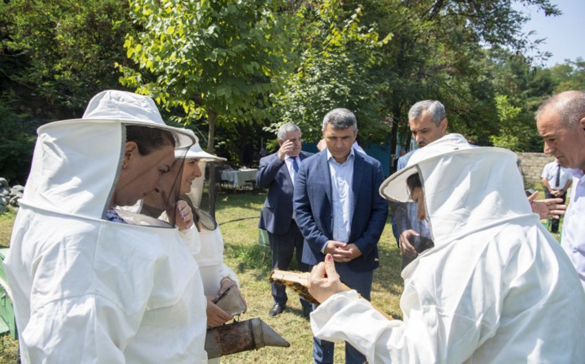 İnam Kərimov: Bu il tütünçülükdə məhsuldarlıq çox olacaq