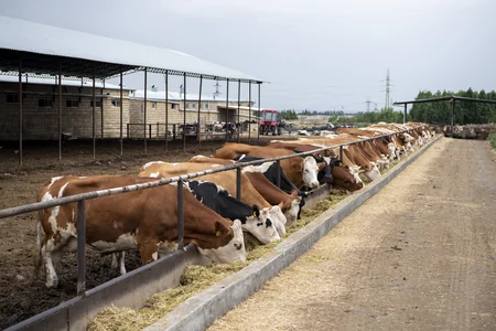 İnam Kərimov Samuxda günəbaxan əkən fermerlərlə görüşüb