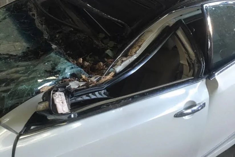 В Мингячевире крупноствольное дерево повалилось на автомобиль, есть пострадавший - ФОТО
