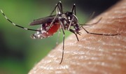 EU health authorities warn that mosquito-borne illnesses are at record highs