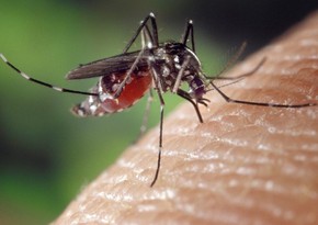 EU health authorities warn that mosquito-borne illnesses are at record highs