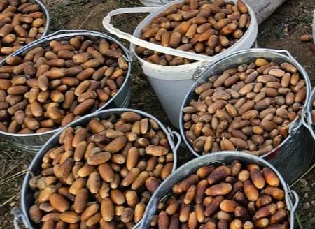 Azad edilmiş ərazilərdə 46 hektar sahədə ağac əkilib, 3150 kq toxum səpilib