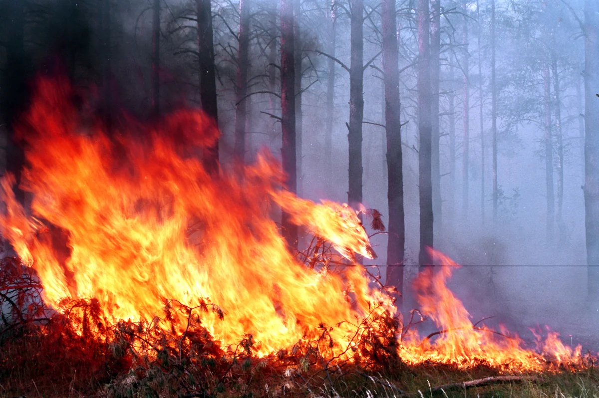 Fire breaks out in Hirkan National Park