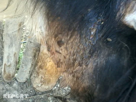 Qubanın kəndlərinə canavarlar hücum edib - FOTO