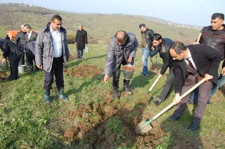 Masallıda açıq meşə fondu ərazilərinə ağaclar əkilib - VİDEO - YENİLƏNİB