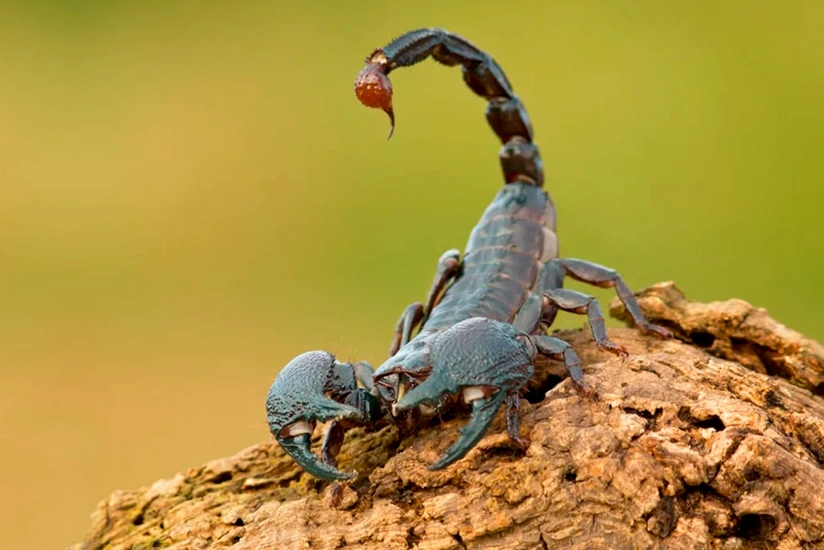 Ötən ay Cəlilabadda 2 nəfəri əqrəb, 2 nəfəri isə ilan sancıb 