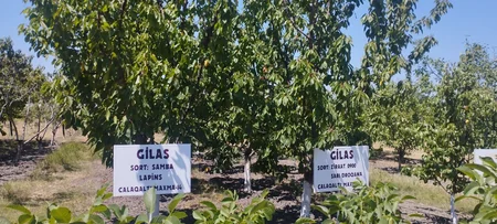 Quba və Xaçmazda “Kənd təsərrüfatında iqlim dəyişikliyinə uyğunlaşma” mövzusunda təlim keçirilib