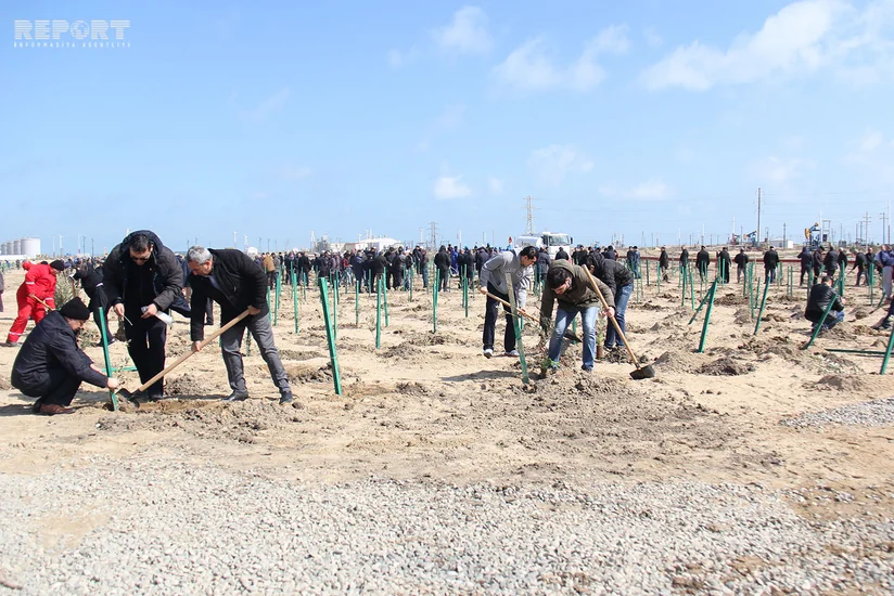 Pirallahı adasında 30 mindən çox ağac əkilib
