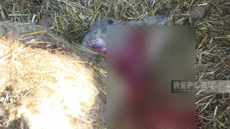 Saatlıda kəndə hücum edən canavarlar 14 baş qoyunu parçalayıb
