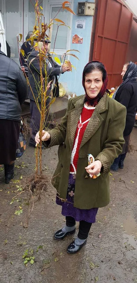 Respublika üzrə ümumilikdə 120 minə yaxın pulsuz ağac tingi paylanılıb
