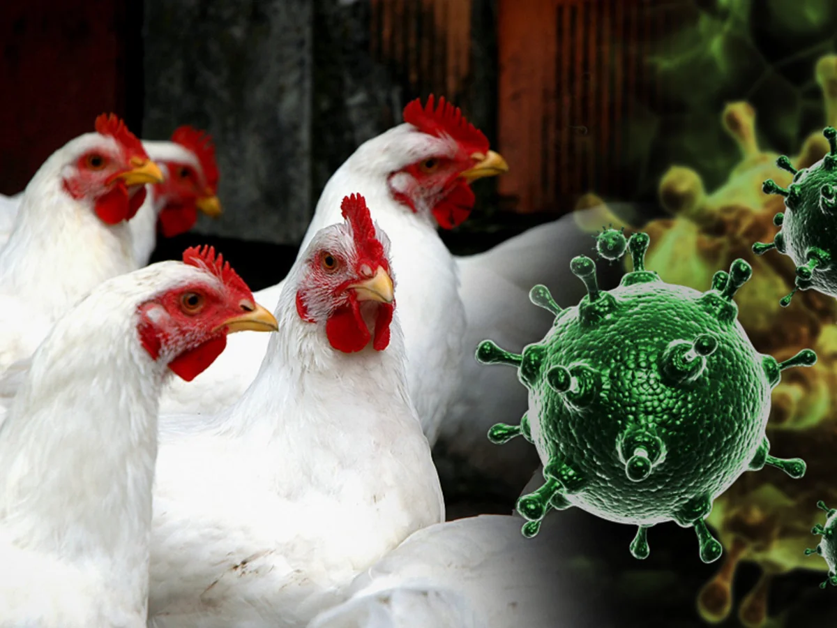 Czech Republic records bird flu outbreak