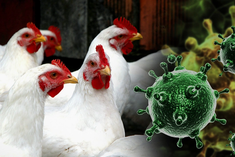 Czech Republic records bird flu outbreak