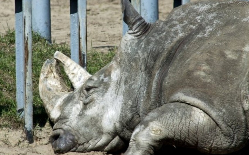 ​Venesuela zooparkında 50-dən çox heyvan aclıqdan ölüb