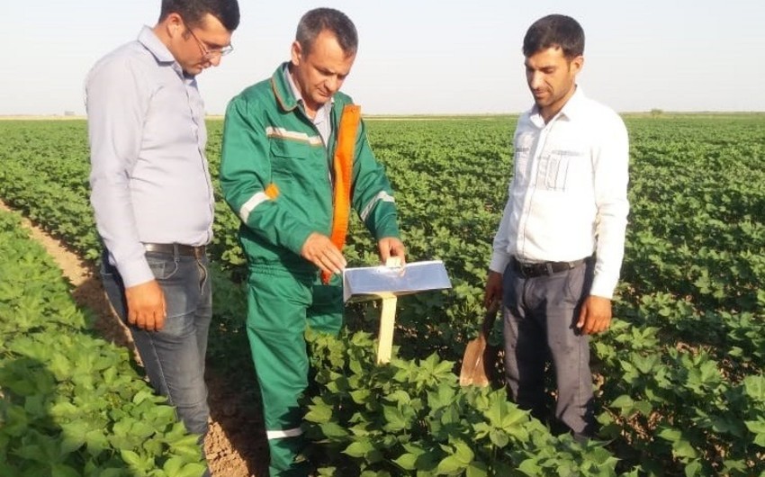 Pambıq sovkasına qarşı bioloji mübarizə tədbirlərinə başlanılıb