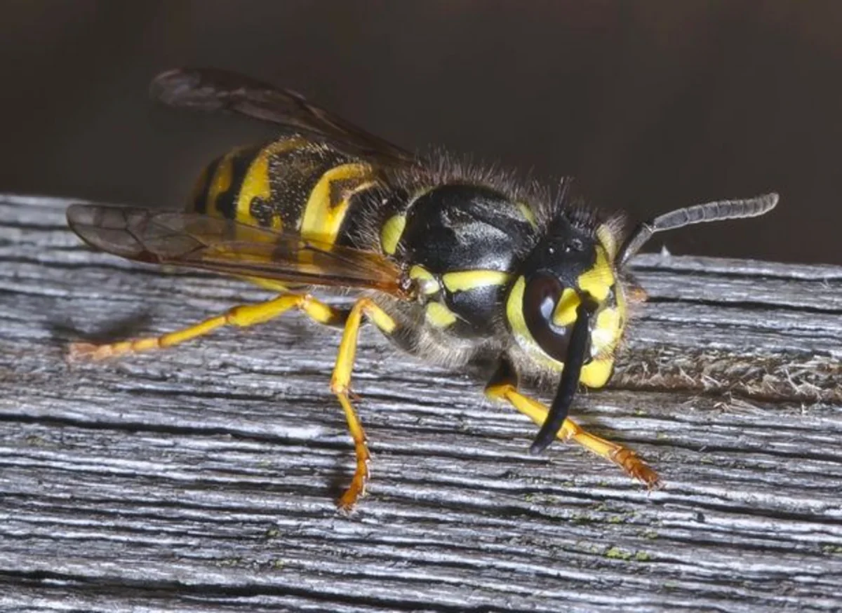 Великобританию атаковали немецкие пьяные осы