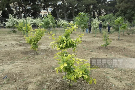 Qarabağdan tinglər gətirib, Bakıda əkə bilərik - Nadir ağaclar parkından REPORTAJ