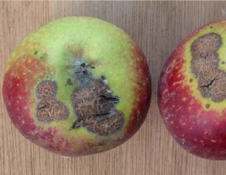 İsmayıllının alma bağlarında xəstəlik aşkarlanıb