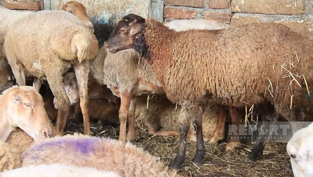 Göyçayda sahibsiz itlər qoyun sürüsünə hücum edib, bir neçə heyvan tələf olub