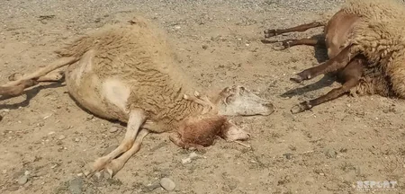 Ağcabədidə avtomobil qoyun sürüsünə girib, 10-dan çox xırdabuynuzlu tələf olub - FOTO